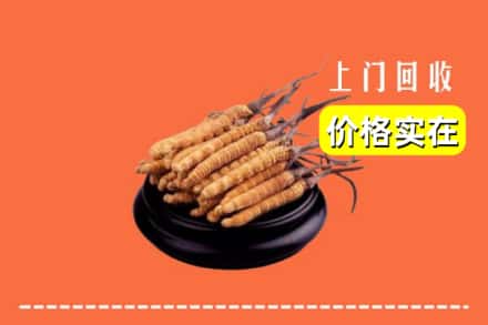保定市唐市回收冬虫夏草